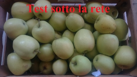 Test sotto la rete 