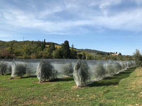 Olivi protetti dalla mosca con le reti